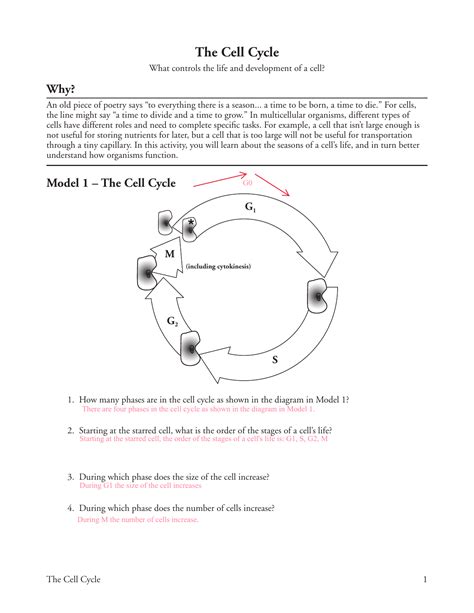 For each phase, describe at least one way mistakes during the cell cycle could result in problems. . The cell cycle pogil answers